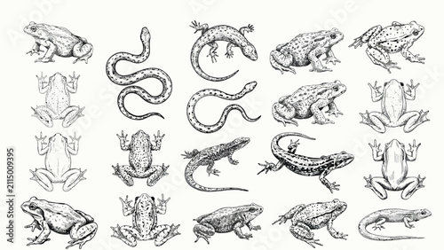 Bild auf Leinwand Amphibians and reptiles sketch vector set, hand drawn herpetology wild animals c