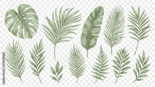 Watercolor tropical foliage collection featuring various palm fronds and exotic monstera leaves on transparent background with hand painted
