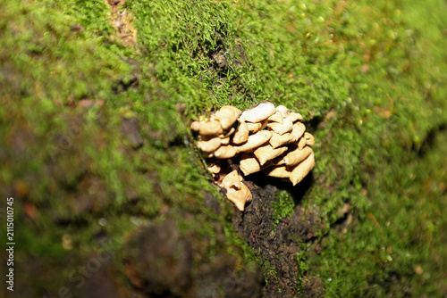 Konstfotografi A cluster of small bracket fungi grows on the bark of an old tree covered with bright green moss