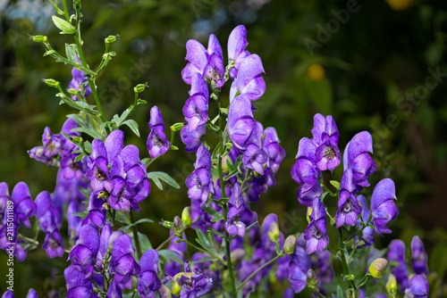Принти на полотні Tall inflorescences of purple aconite with characteristic helmet-shaped flowers bloom in a summer garden