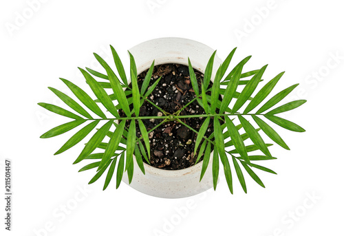 Green palm plant png Potted palm plant png Small palm plant png