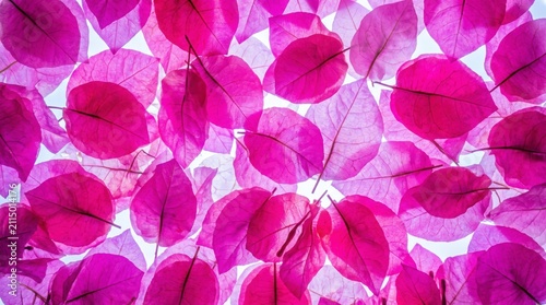 Vibrant pink bougainvillea petals overlapping in natural light creating a beautiful floral pattern background for artistic design projects with rhythmic pattern organic shapes soft textures