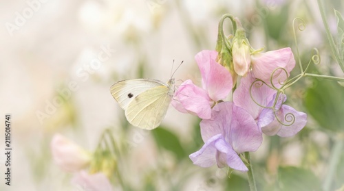 A delicate white butterfly rests gently on the soft pastel petals of a blooming sweet pea flower in a peaceful garden setting during a bright with sun drenched garden environment