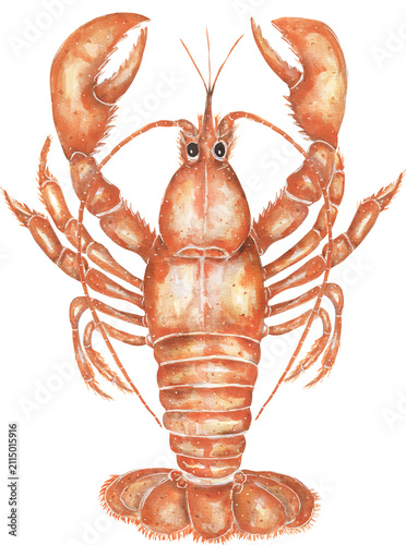 Watercolor Lobster Illustration, marine life animal clipart. Sea creature clip art