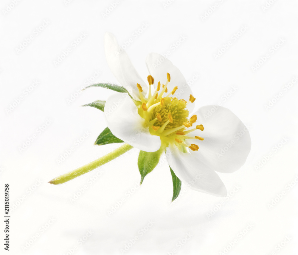 Fototapeta premium Erdbeerblüten