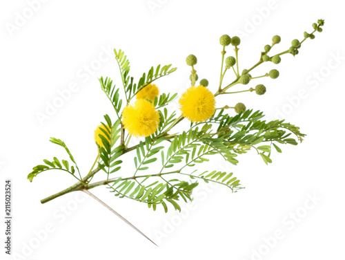 Vachellia farnesiana branch with yellow flowers isolated on white background