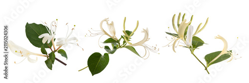 honeysuckle flowers group