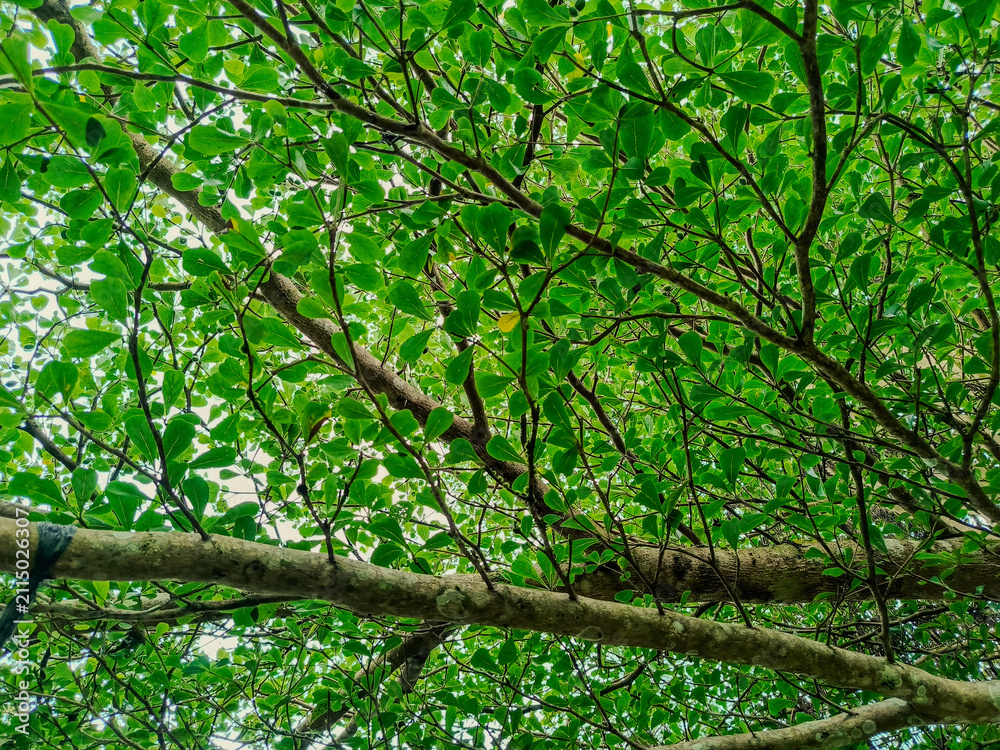 Fototapeta premium A low-angle view of a dense canopy filled with vibrant green leaves and spreading branches.