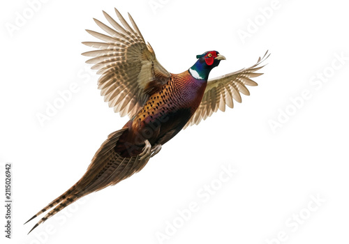 Ring-necked male pheasant flying isolated on transparent background, perfect for wildlife branding, posters, and educational materials