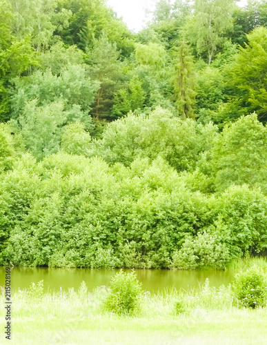 Little pond in front of forest. Beauty of summer nature.