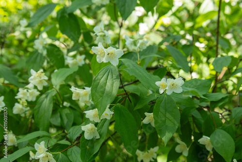 mock orange blossoms with green leaves in spring