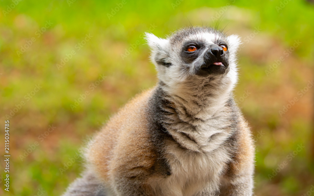 Fototapeta premium Ring-tailed lemur resting on a tree branch. Iconic Madagascar primate with a striped tail. Close-up of a lemur sitting in the trees.