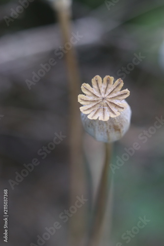 Obraz na plátně A dried poppy seed head with intricate carvings on its cap, standing tall agains