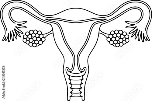 Fotografie Una línea simple en blanco y negro del sistema reproductivo femenino humano para