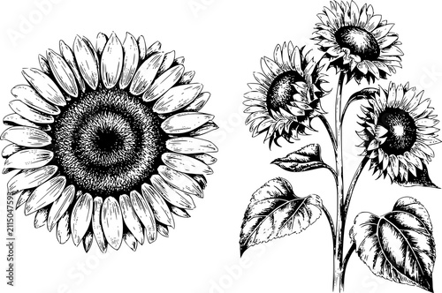 Obraz na plátne Dibujo detallado a tinta en blanco y negro de un solo girasol y un pequeño grupo