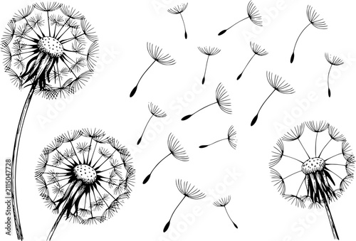 Dibujo a mano de flores de diente de león con semillas volando al viento aislado sobre un fondo blanco