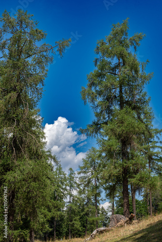 La forêt alpine offre un spectacle saisissant de mélèze vert s'élevant vers un ciel nuageux et dramatique.