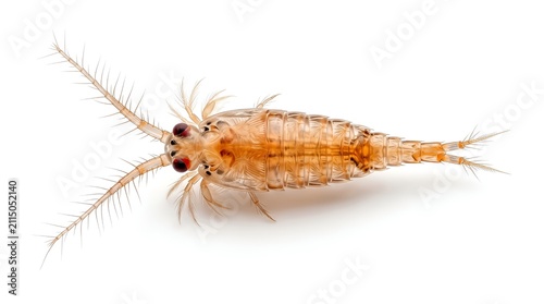 Macro photography of a tiny aquatic copepod crustacean isolated on white background.