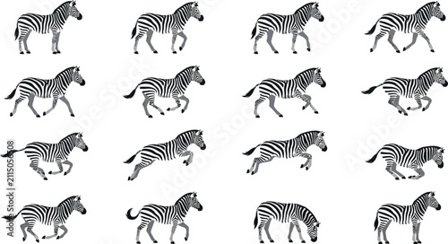 Canvastavla Zebra movement and gait cycle collection showing various natural behaviors like