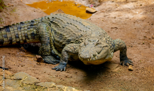 Foto Crocodiles in nature swim in the lake