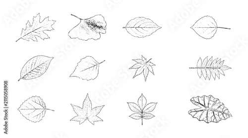 Hand drawn sketch collection of autumn leaves like maple,  aspen and sumak with dynamic ink line art illustration