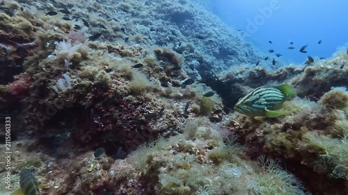 Undersea life - Different fish on the seabed