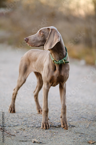 Obraz na plátně An alert Weimaraner dog stands in a grassy field at sunset, wearing a green collar, showcasing elegant poise in a serene natural landscape