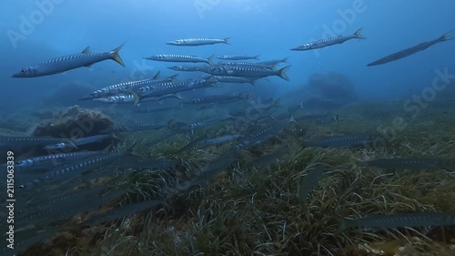 Undersea life - Stripped barracuda shoal in blue sea wate