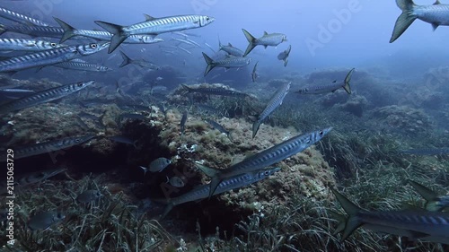 Scuba diving with a school of stripped barracuda fish