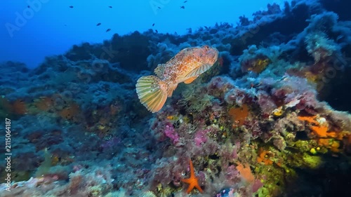 Mediterranean red scorpion fish swimming over the seabed -Undersea life
