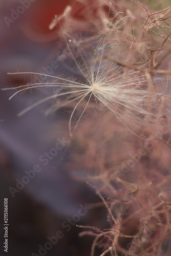 Fotografía Close up macro shot of a dandelion seed head, showing its delicate structure with wispy seeds spread outwards