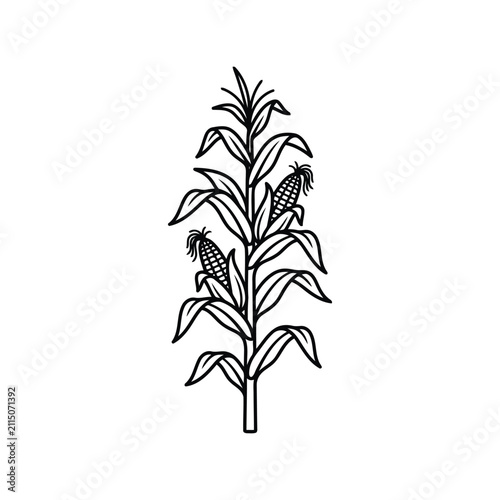 Corn stalk line art illustration. Hand drawn maize plant icon for autumn harvest design.