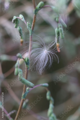 Canvastavla Close-up of a delicate airborne seed, likely from a thistle or dandelion, suspen