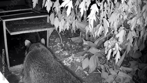Neugieriger Waschbär, Procyon lotor inspiziert die Wildtierfalle im Garten, Nachtaufnahme