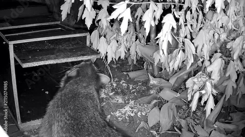 Neugieriger Waschbär, Procyon lotor inspiziert die Wildtierfalle im Garten, Nachtaufnahme
