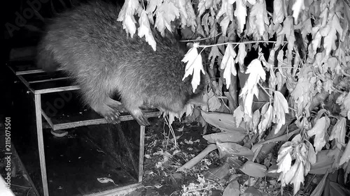 Neugieriger Waschbär, Procyon lotor inspiziert die Wildtierfalle im Garten, Nachtaufnahme