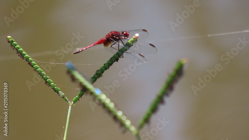 Obraz na płótnie dragonfly on a branch