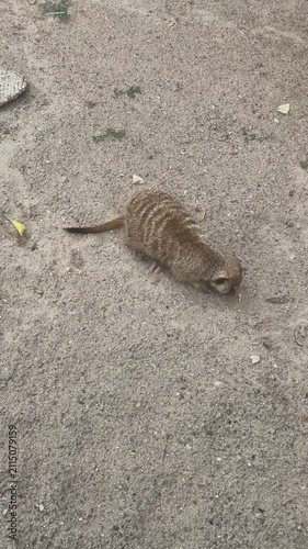 Cute Meerkat Suricata Suricatta Digging in Sandy Ground, Playful Small African Mammal Exploring Wild Environment and Searching for Food in Desert Outdoor Reserve High Quality Video Shot