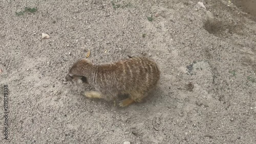 Cute meerkat digging frantically in sandy ground searching for food insects, close up view of active small mammal foraging outdoors in natural habitat stock footage