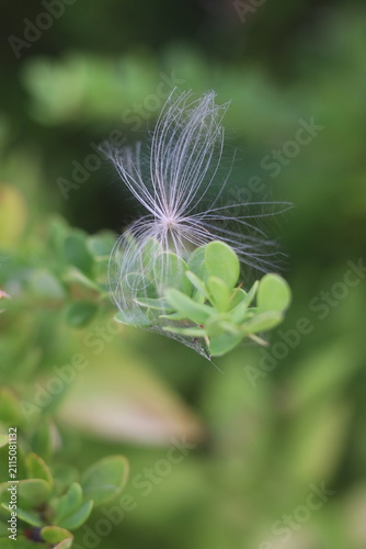A delicate seed parachute gently rests on a vibrant green plant branch, ready to disperse its future life with the wind