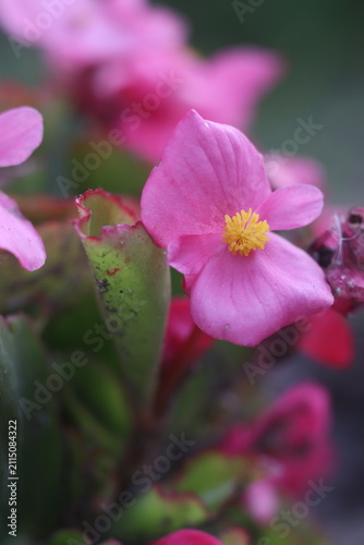 Close-up of a delicate pink begonia flower with a yellow center. The petals are soft and slightly ruffled, and the leaves are a deep green