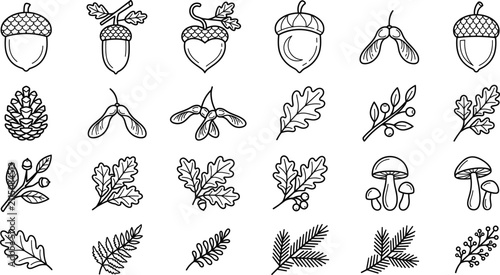 Autumn forest nature oak leaf acorn pine cone mushroom samara seed icon set vector illustration outline line art isolated