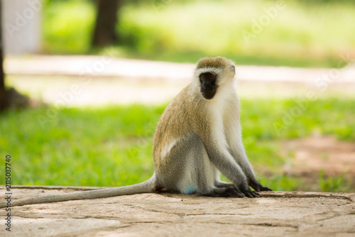 Bild auf Leinwand Vervet monkey sitting on a stone paved ground in Tarangire National Park, Tanzan