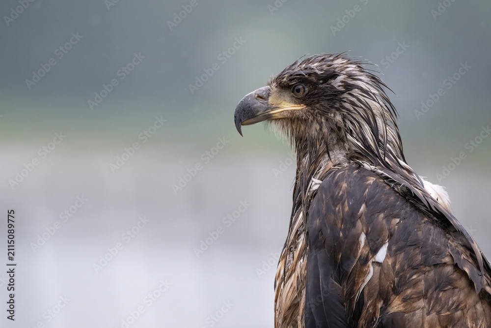 Fototapeta premium Immature Bald Eagle Closeup