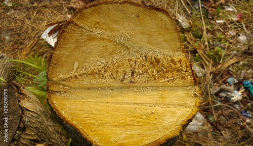 Close-up of a freshly cut tree trunk revealing detailed wood grain, saw marks, bark, and splintered fibers after logging.