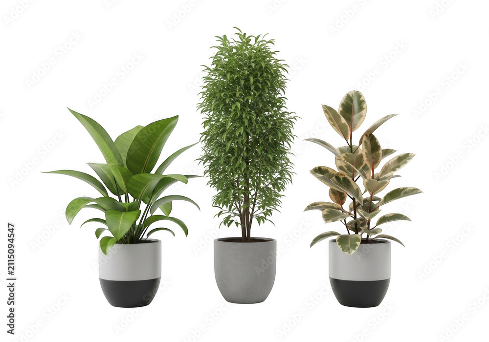 Fototapeta premium Set of three different indoor plants in modern pots isolated on transparent background