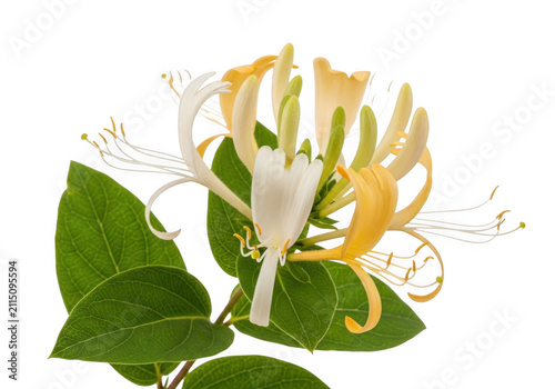 фотографія Blooming honeysuckle flower branch with green leaves isolated on transparent bac