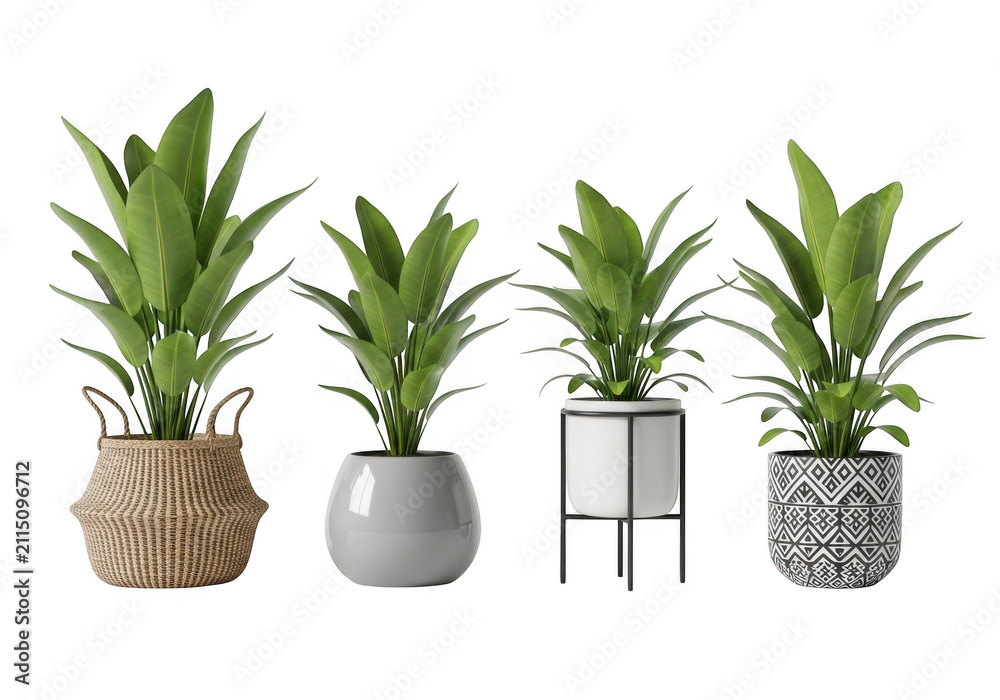 Fototapeta premium Set of four indoor house plants in various decorative pots isolated on transparent background