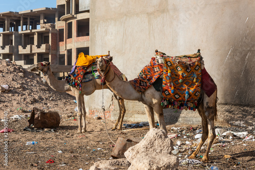 Foto Two dromedary camels in beautiful harnesses at a dump near a construction site in the Egyptian city of Sharm El Sheikh