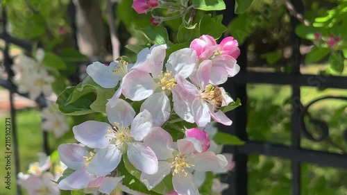 Blooming apple flowers with bees and blurred background creating peaceful spring composition. High quality 4k footage